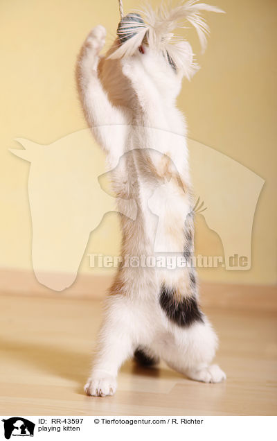 spielendes Europisch Kurzhaar Ktzchen / playing kitten / RR-43597