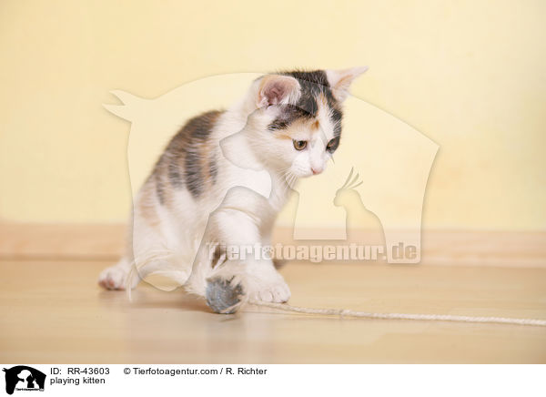 spielendes Europisch Kurzhaar Ktzchen / playing kitten / RR-43603