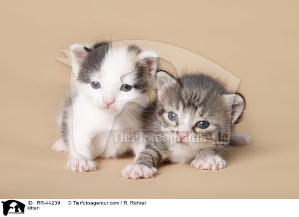 kitten / RR-44239