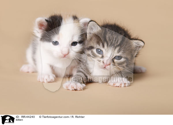 Europisch Kurzhaar Ktzchen / kitten / RR-44240