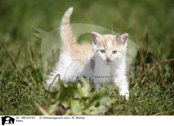 kitten / RR-44745