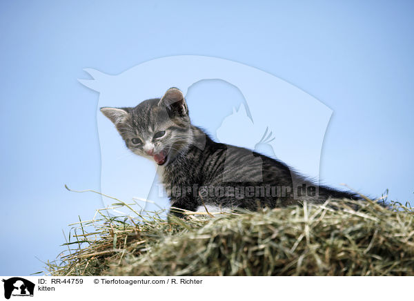 Europisch Kurzhaar Ktzchen / kitten / RR-44759