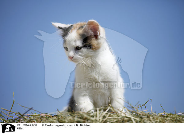 Europisch Kurzhaar Ktzchen / kitten / RR-44760