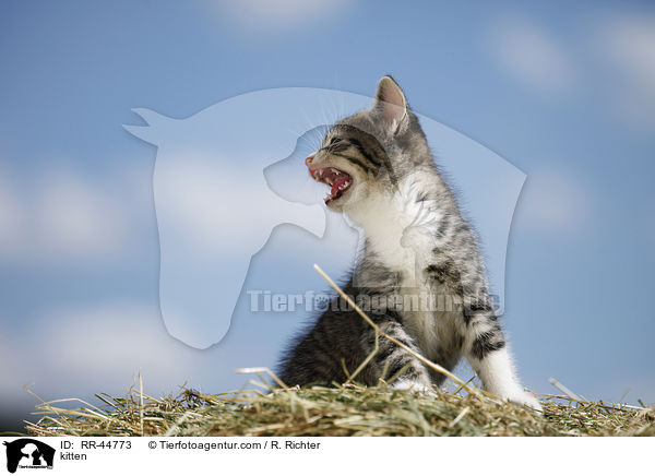 Europisch Kurzhaar Ktzchen / kitten / RR-44773
