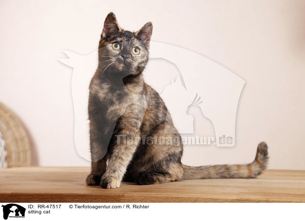sitzende Europ�isch Kurzhaar / sitting cat / RR-47517