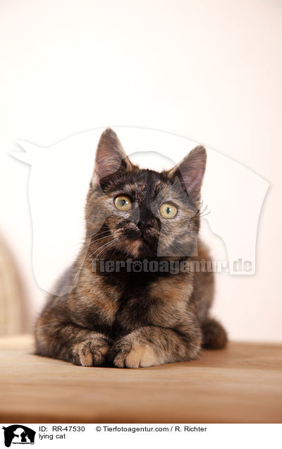liegende Europ�isch Kurzhaar / lying cat / RR-47530