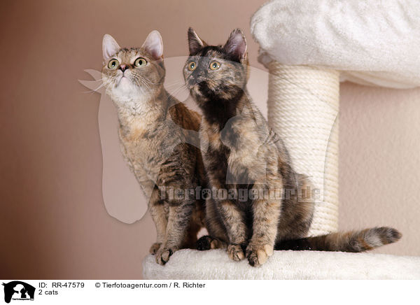 2 cats / RR-47579