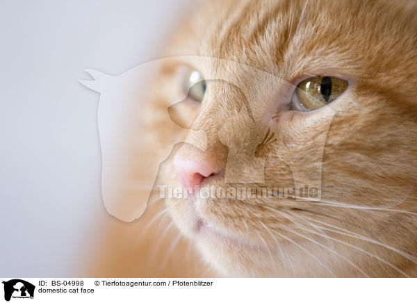 Europisch Kurzhaar Gesicht / domestic cat face / BS-04998