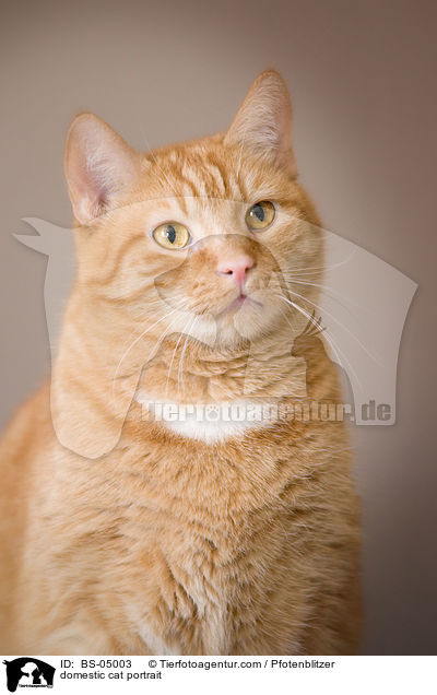 Europisch Kurzhaar Portrait / domestic cat portrait / BS-05003