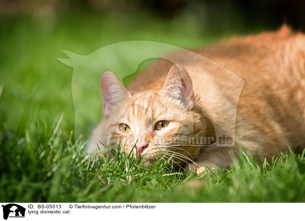 lying domestic cat / BS-05013
