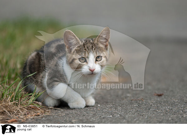 junge Europisch Kurzhaar / young cat / NS-03851