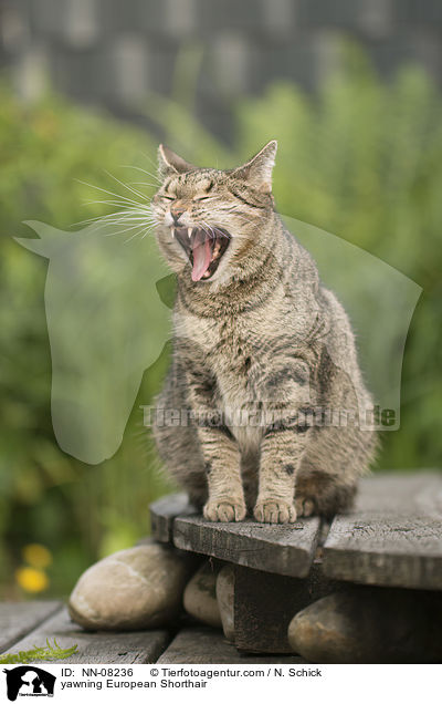 g�hnende Europ�isch Kurzhaar / yawning European Shorthair / NN-08236