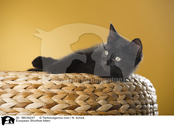 Europisch Kurzhaar Ktzchen / European Shorthair kitten / NN-08247