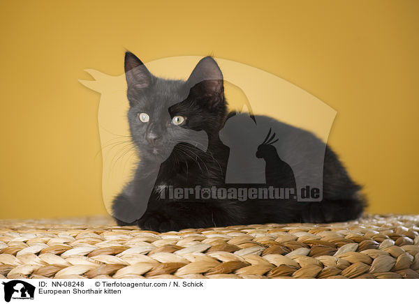 Europisch Kurzhaar Ktzchen / European Shorthair kitten / NN-08248