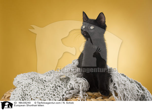 Europisch Kurzhaar Ktzchen / European Shorthair kitten / NN-08249