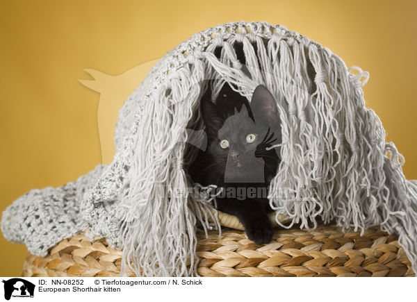 Europisch Kurzhaar Ktzchen / European Shorthair kitten / NN-08252