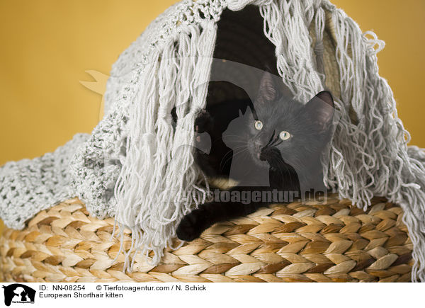 Europisch Kurzhaar Ktzchen / European Shorthair kitten / NN-08254