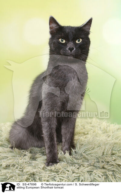 sitzender Europisch Kurzhaar Kater / sitting European Shorthair tomcat / SS-47696