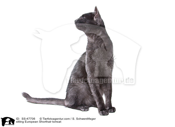 sitzender Europisch Kurzhaar Kater / sitting European Shorthair tomcat / SS-47706