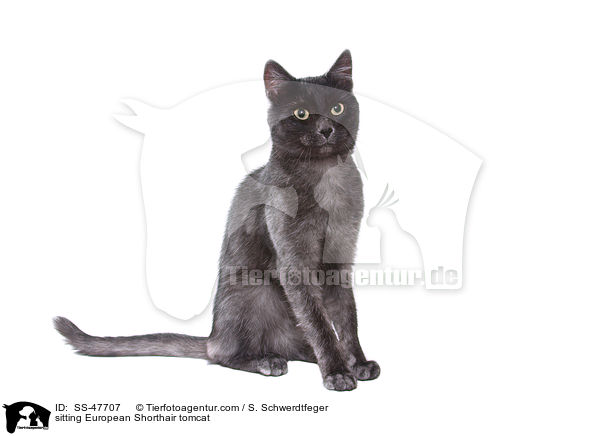 sitzender Europisch Kurzhaar Kater / sitting European Shorthair tomcat / SS-47707