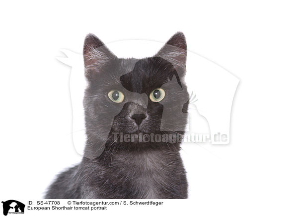 Europisch Kurzhaar Kater Portrait / European Shorthair tomcat portrait / SS-47708