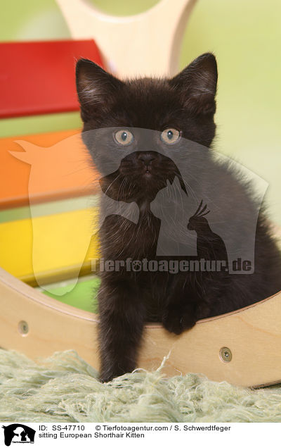 sitzendes Europisch Kurzhaar Ktzchen / sitting European Shorthair Kitten / SS-47710