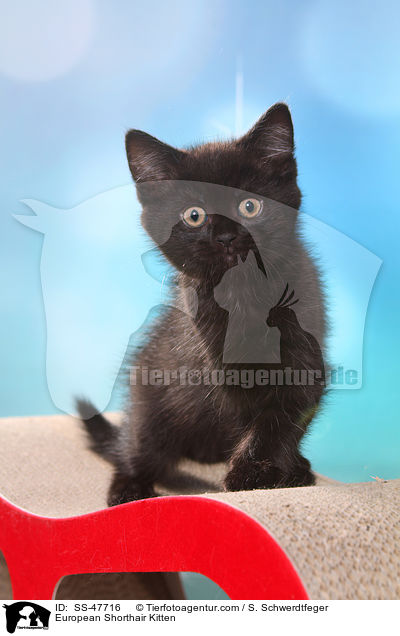 Europisch Kurzhaar Ktzchen / European Shorthair Kitten / SS-47716
