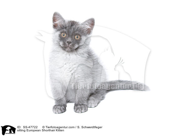 sitzendes Europisch Kurzhaar Ktzchen / sitting European Shorthair Kitten / SS-47722