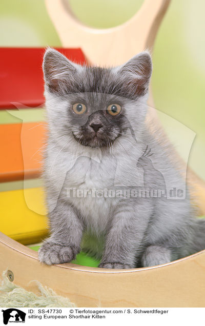 sitzendes Europisch Kurzhaar Ktzchen / sitting European Shorthair Kitten / SS-47730