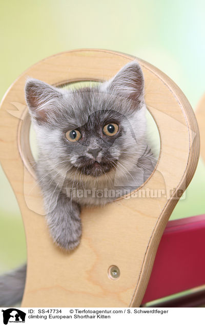 kletterndes Europisch Kurzhaar Ktzchen / climbing European Shorthair Kitten / SS-47734