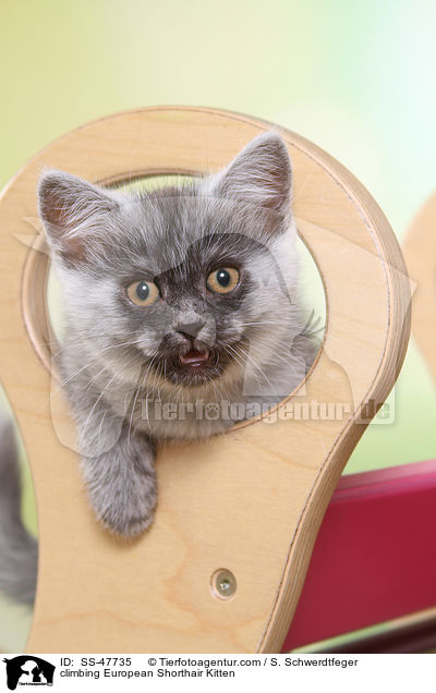 kletterndes Europisch Kurzhaar Ktzchen / climbing European Shorthair Kitten / SS-47735