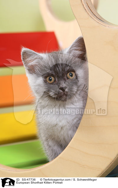 Europisch Kurzhaar Ktzchen Portrait / European Shorthair Kitten Portrait / SS-47736