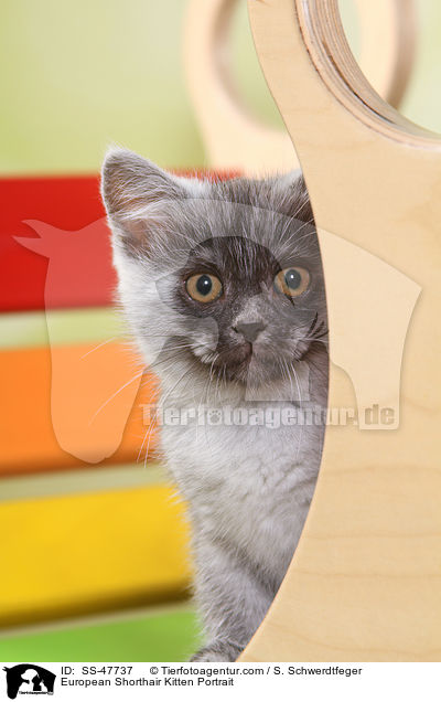 Europisch Kurzhaar Ktzchen Portrait / European Shorthair Kitten Portrait / SS-47737