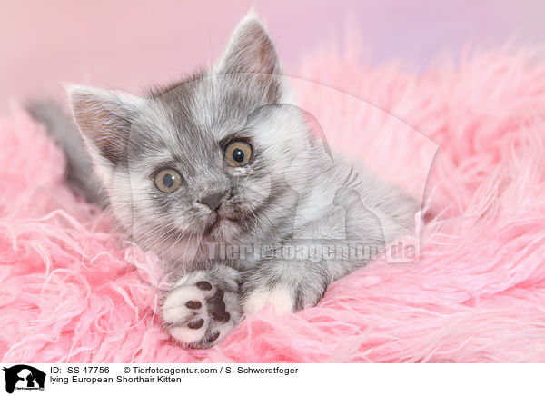 liegendes Europisch Kurzhaar Ktzchen / lying European Shorthair Kitten / SS-47756