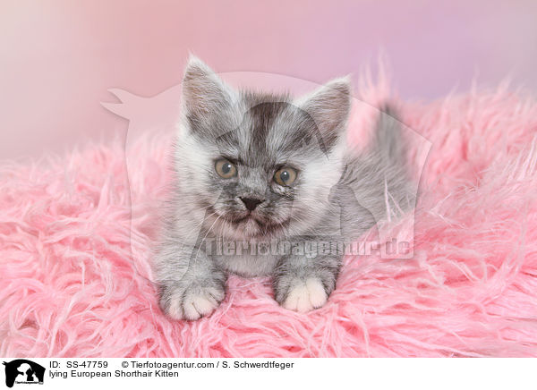 liegendes Europisch Kurzhaar Ktzchen / lying European Shorthair Kitten / SS-47759