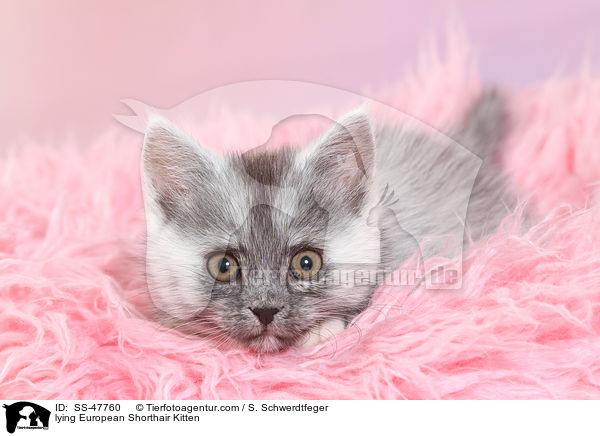 liegendes Europisch Kurzhaar Ktzchen / lying European Shorthair Kitten / SS-47760