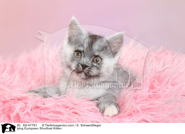 liegendes Europisch Kurzhaar Ktzchen / lying European Shorthair Kitten / SS-47761