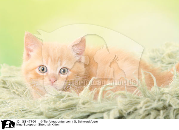 liegendes Europisch Kurzhaar Ktzchen / lying European Shorthair Kitten / SS-47766