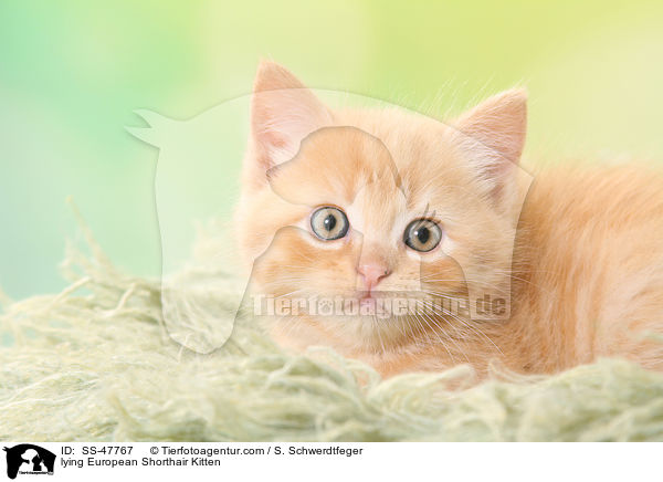liegendes Europ�isch Kurzhaar K�tzchen / lying European Shorthair Kitten / SS-47767