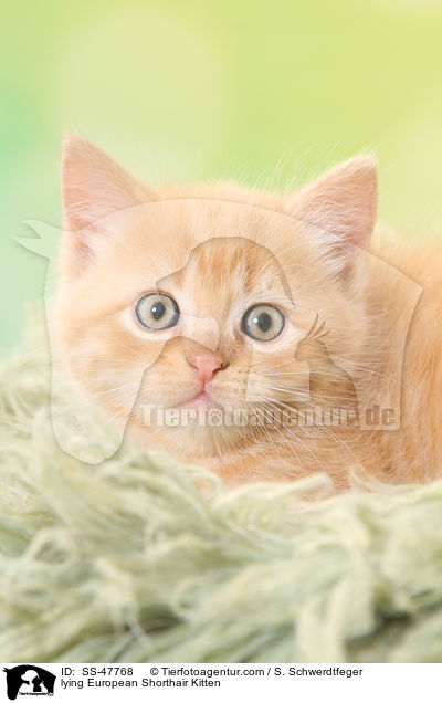 liegendes Europisch Kurzhaar Ktzchen / lying European Shorthair Kitten / SS-47768