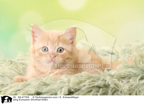 liegendes Europisch Kurzhaar Ktzchen / lying European Shorthair Kitten / SS-47769