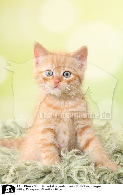 sitzendes Europisch Kurzhaar Ktzchen / sitting European Shorthair Kitten / SS-47776