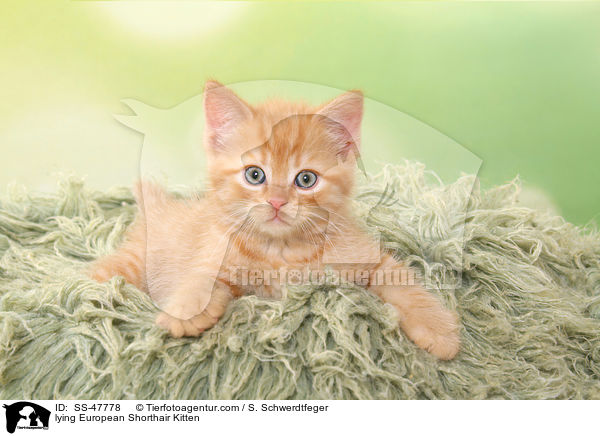 liegendes Europisch Kurzhaar Ktzchen / lying European Shorthair Kitten / SS-47778