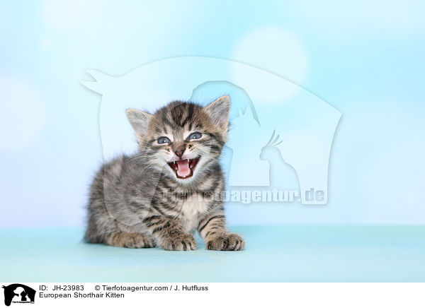 Europisch Kurzhaar Ktzchen / European Shorthair Kitten / JH-23983