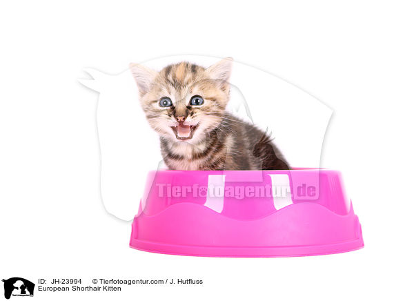 Europisch Kurzhaar Ktzchen / European Shorthair Kitten / JH-23994