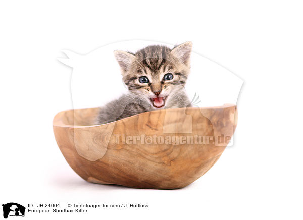 Europisch Kurzhaar Ktzchen / European Shorthair Kitten / JH-24004