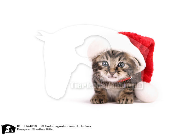 Europisch Kurzhaar Ktzchen / European Shorthair Kitten / JH-24010