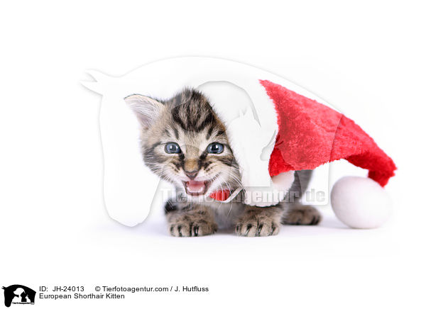 Europisch Kurzhaar Ktzchen / European Shorthair Kitten / JH-24013