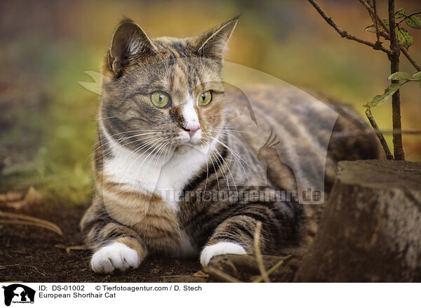 European Shorthair Cat / DS-01002