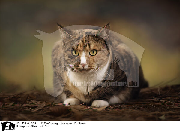 European Shorthair Cat / DS-01003